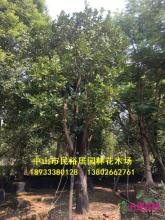 柚子树