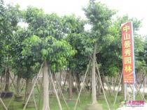 高山榕